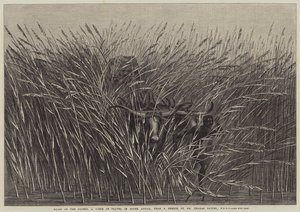Gras van de woestijn, een reisscène in Zuid-Afrika